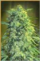 An image of Skunk 3xA2