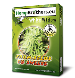 An image of White Widow