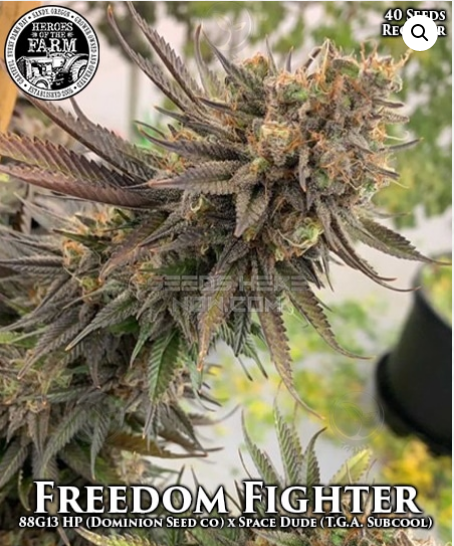An image of Freedom Fighter