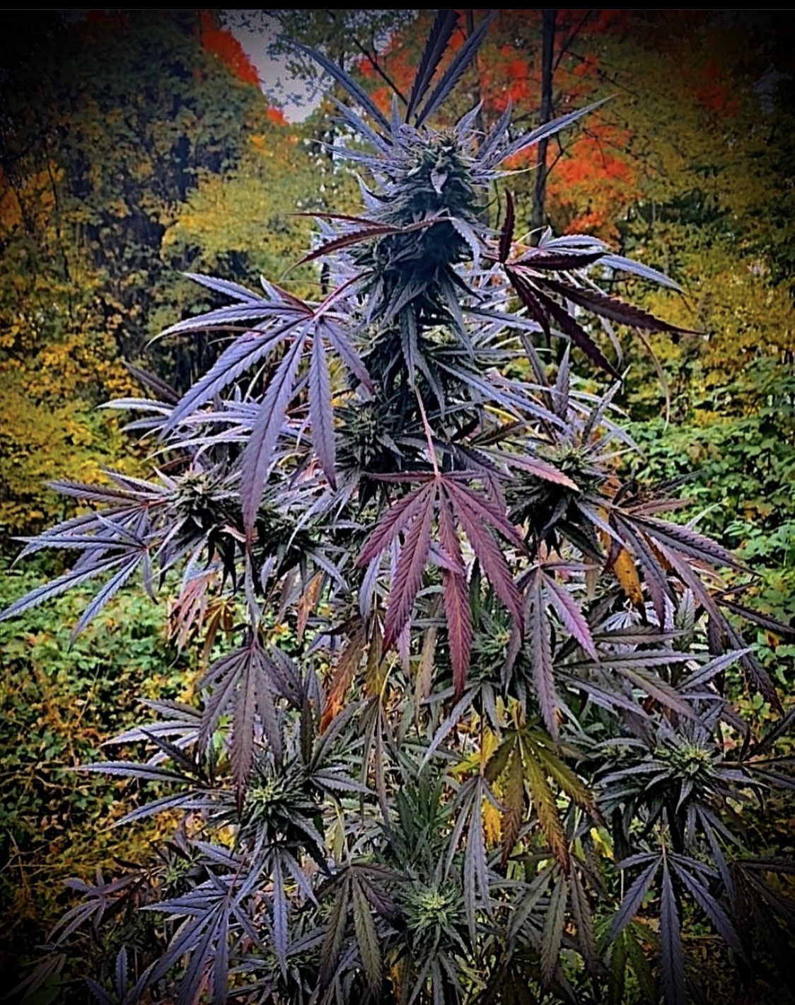 An image of Dirty Ernie