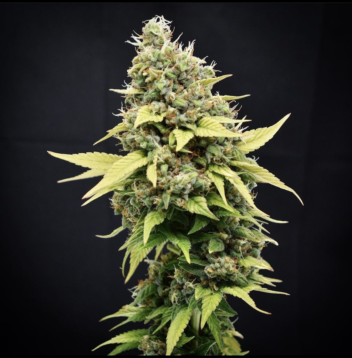An image of South Coast Sour