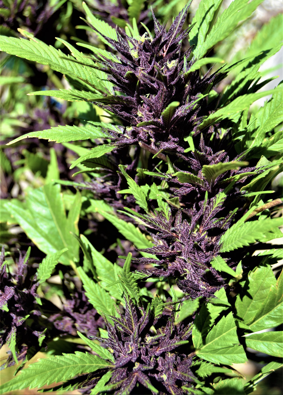 An image of Acai Juice