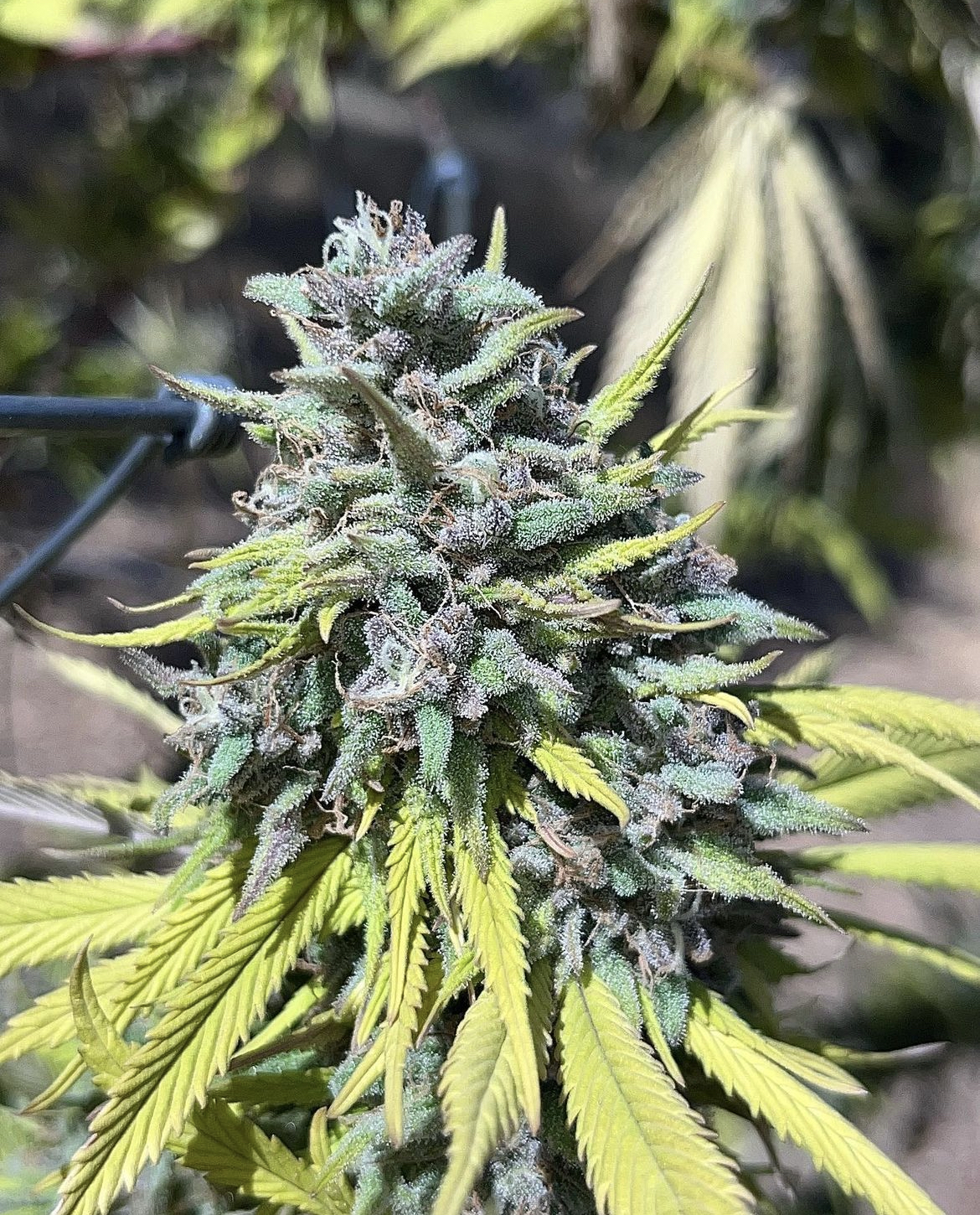 An image of Gorilla Haze