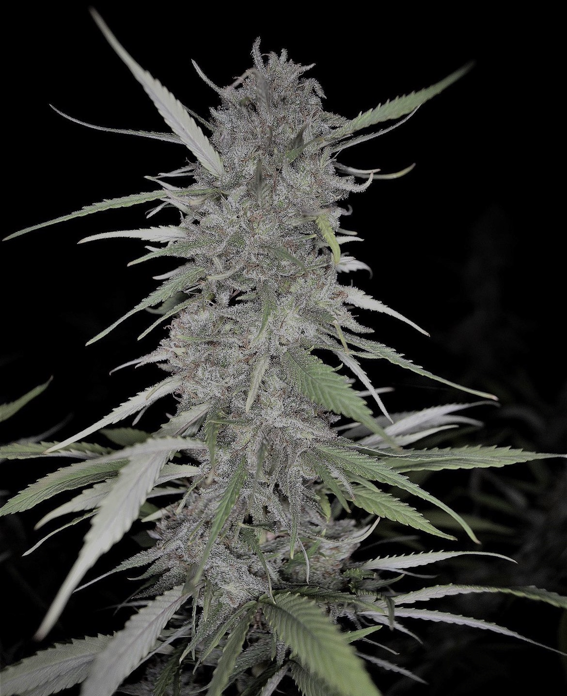 An image of White Rabbit