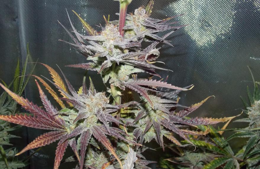 An image of Marra Kush