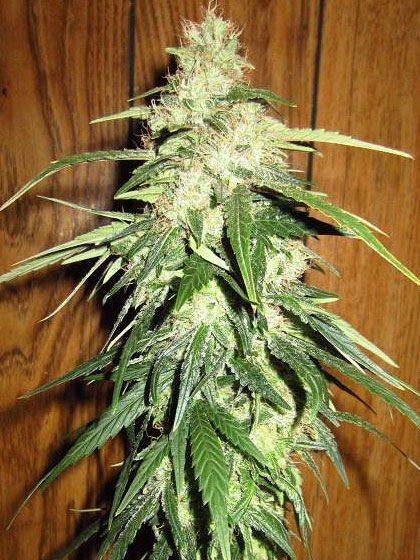 An image of Chemdawg Swirl