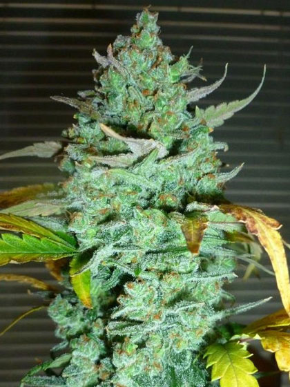An image of Diesel99