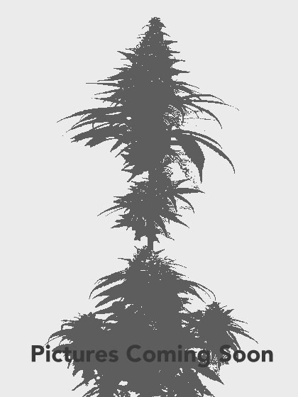 An image of Early Grape