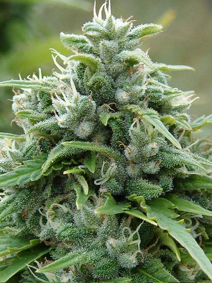 An image of Guerrilla Gold #2 F7