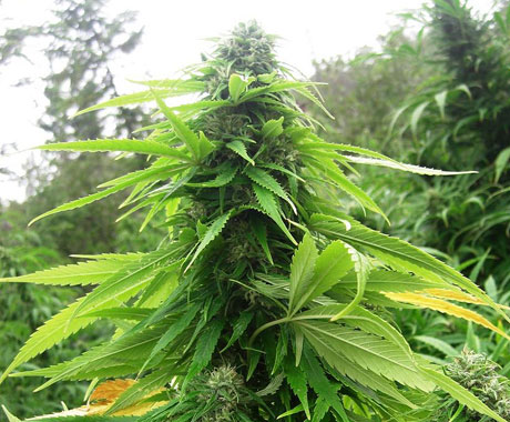 An image of Patriot Medicine