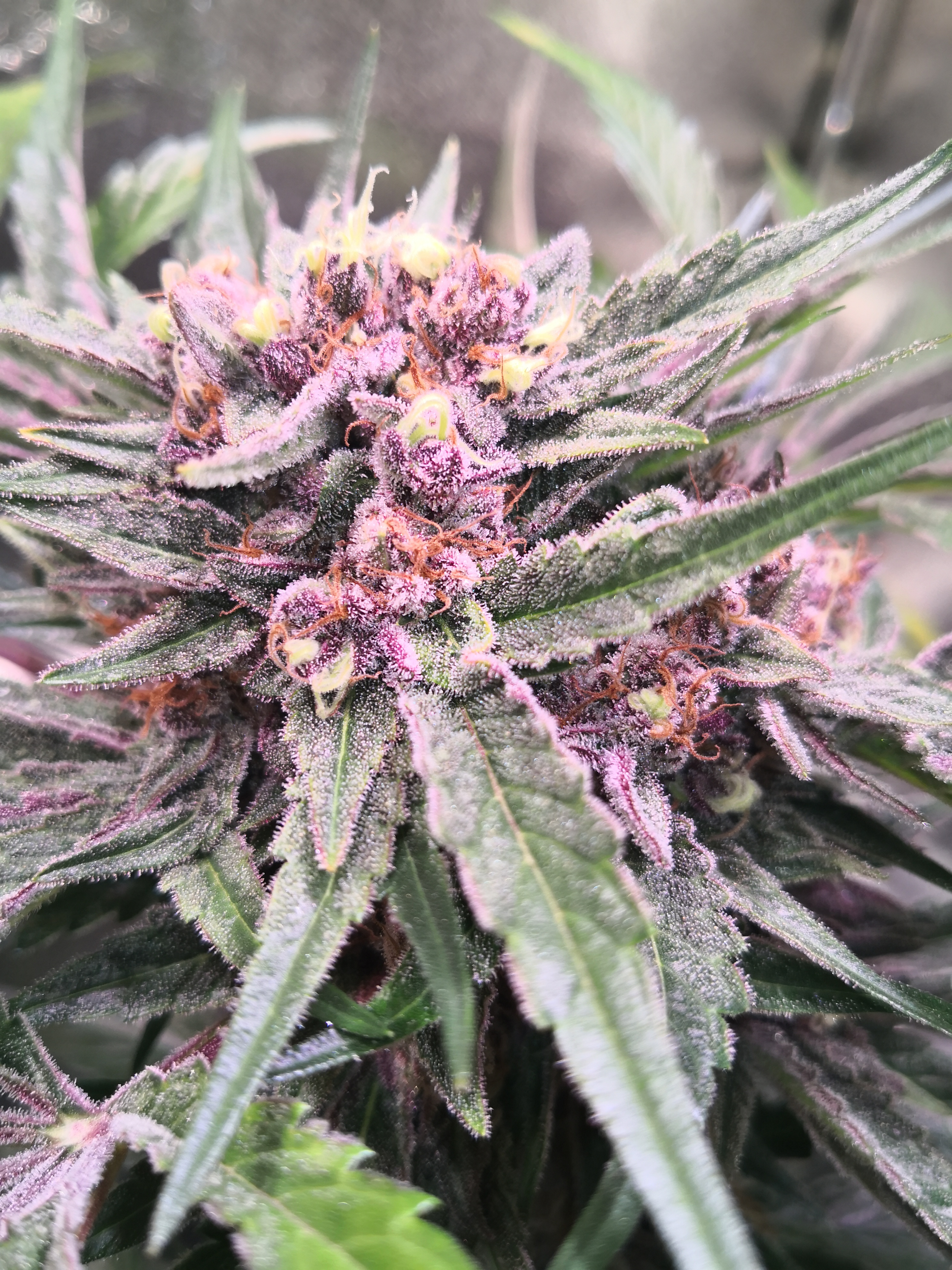 An image of Purple Funk
