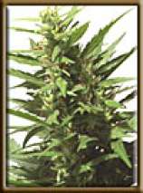 An image of Original Haze x Skunk