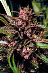 An image of Purple Tops