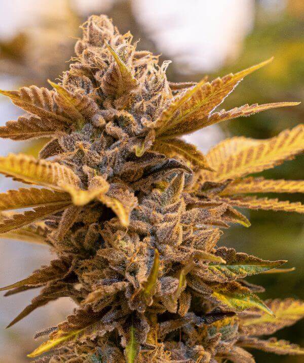 An image of Alien Candy Kush Fast