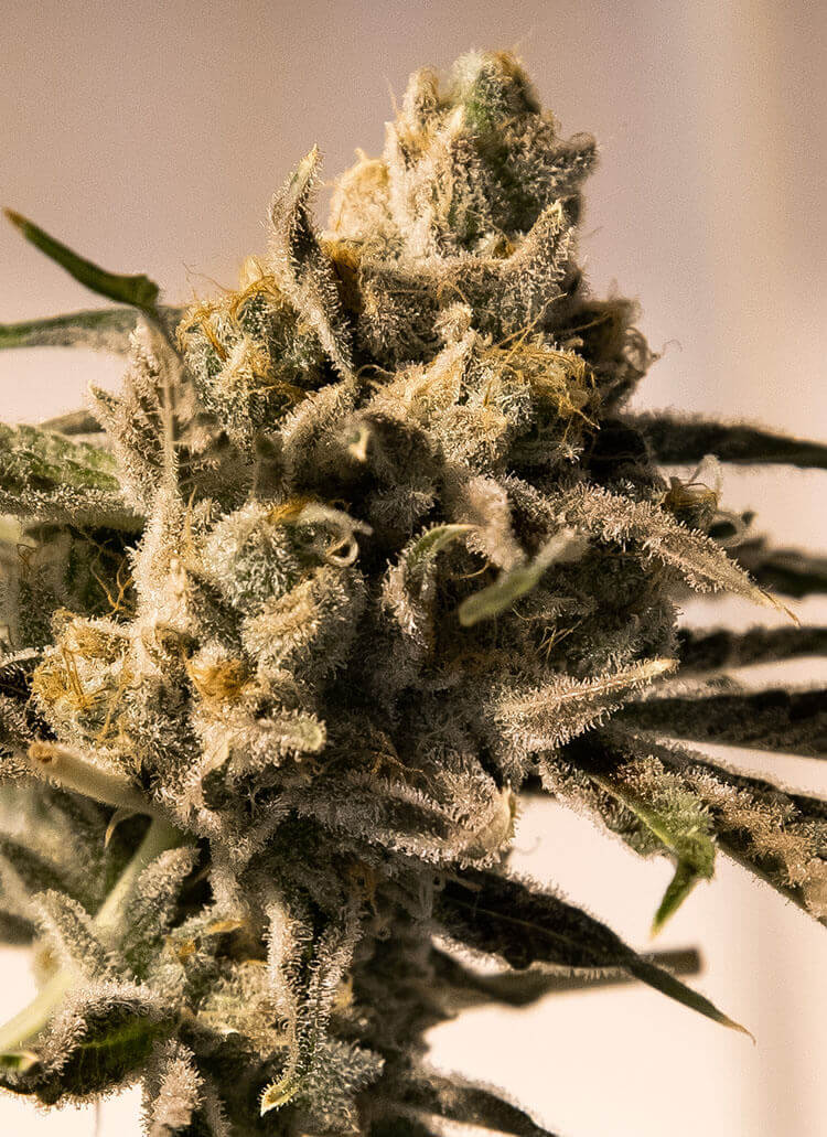 An image of Cherry Pie Fast