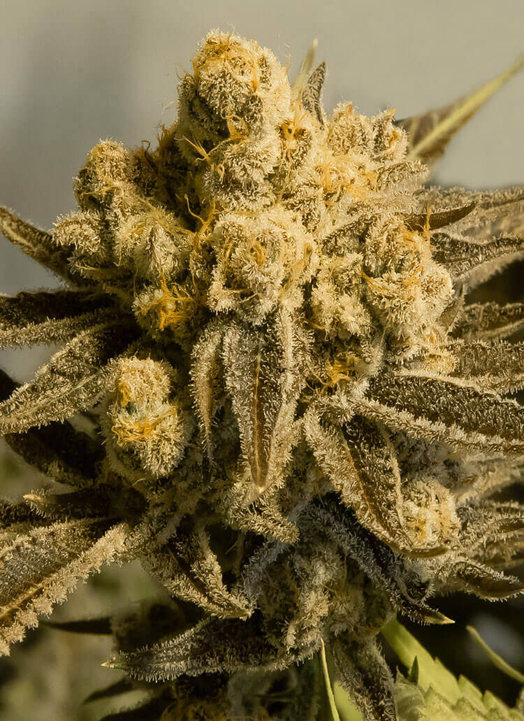 An image of Critical Glue #4 Auto