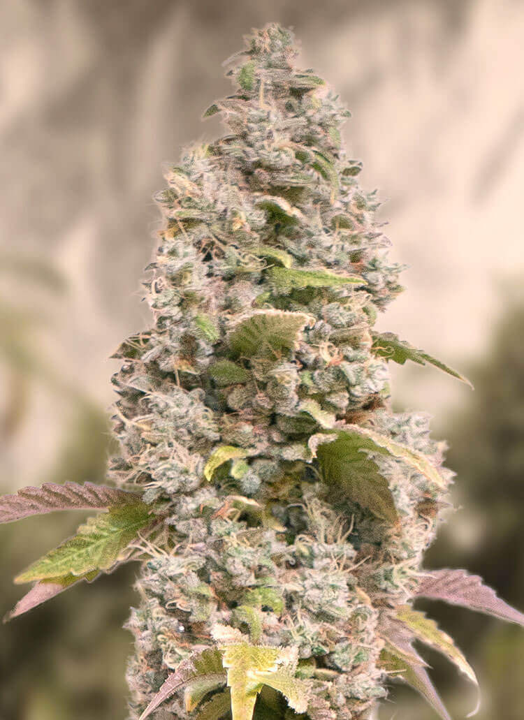 An image of Gorilla Cookies Fast