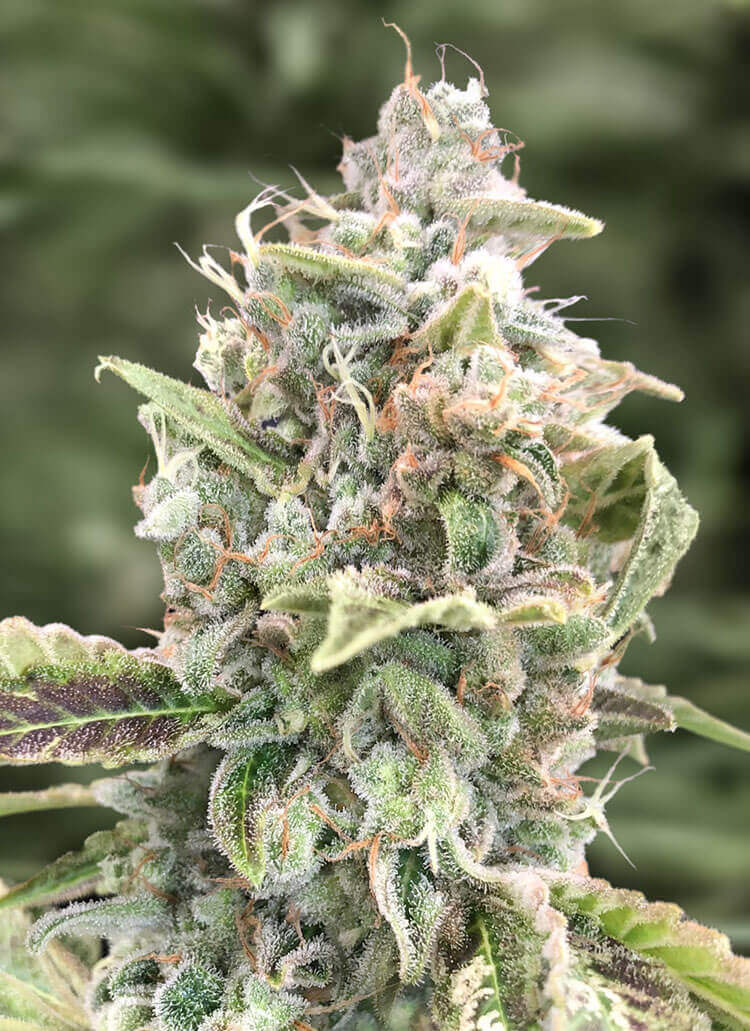 An image of Gratefull Dead Auto