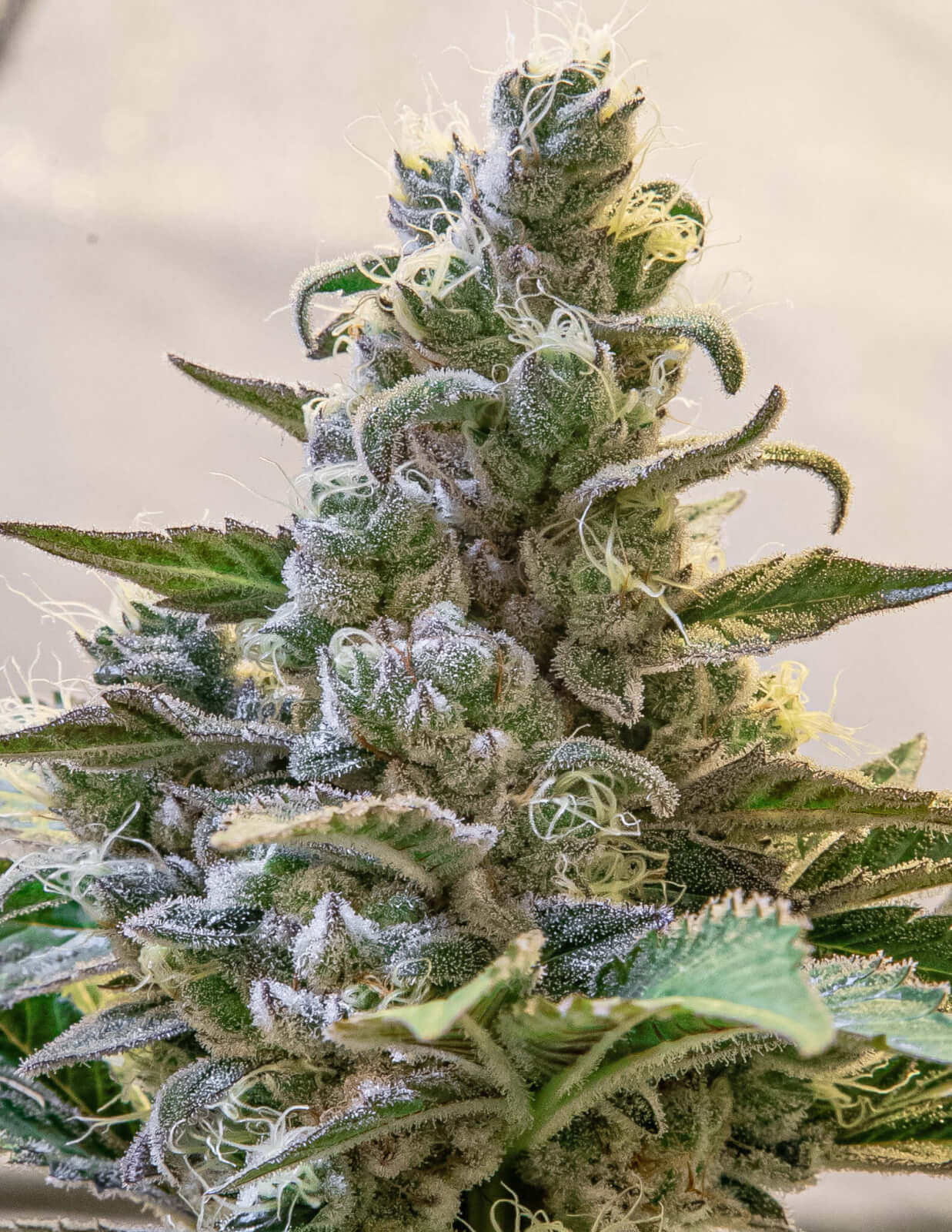 An image of Lemon Cake Auto