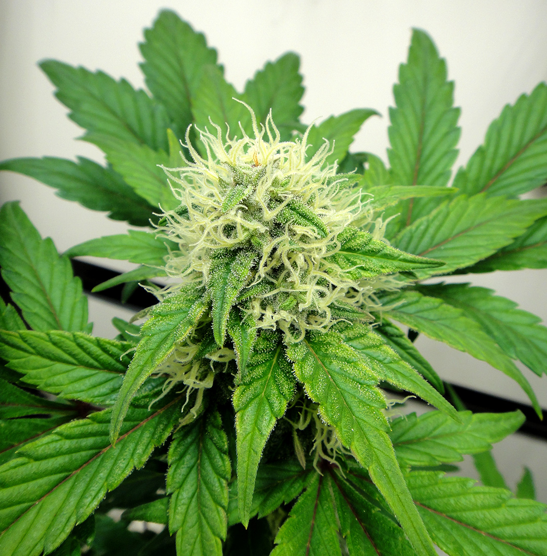 An image of Gorilla Poison
