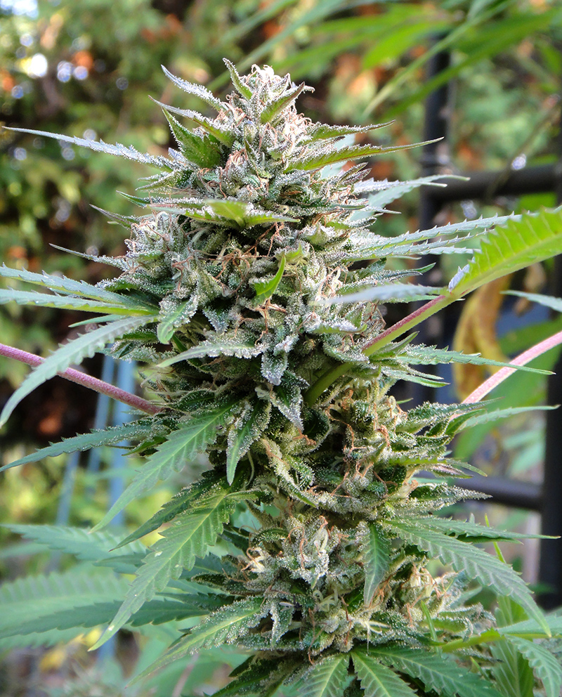 An image of Pineapple Gas