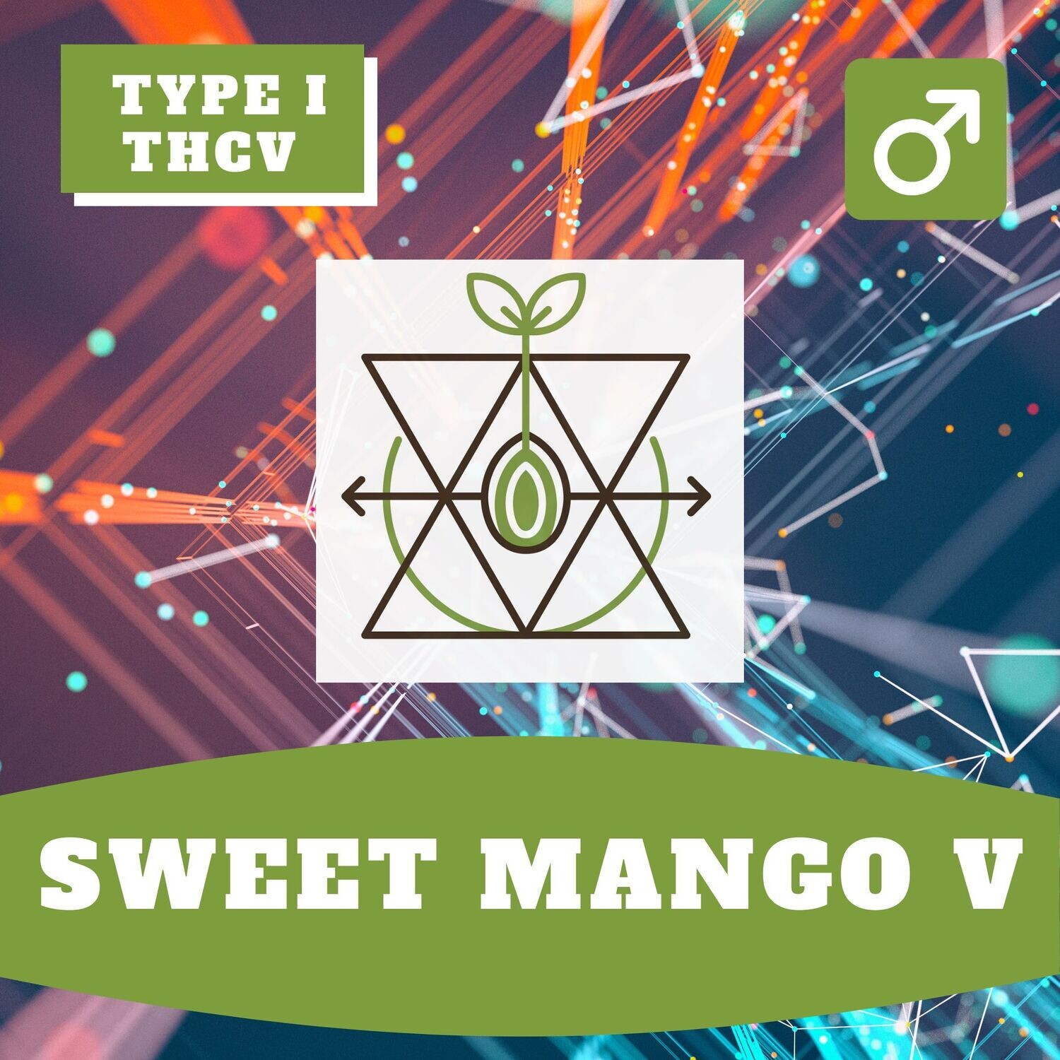 An image of Sweet Mango V