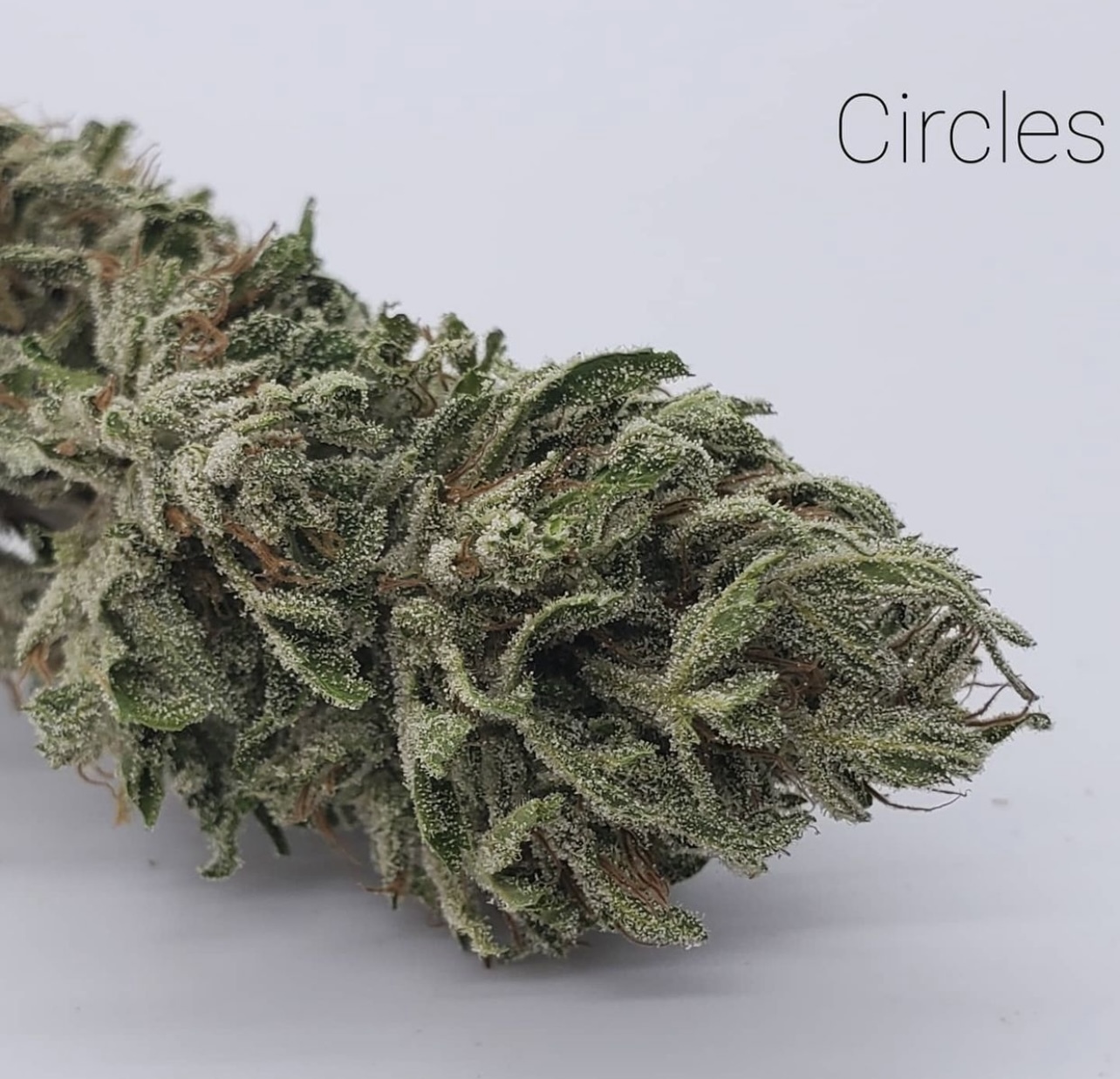 Circles (Hoku Seed Co) :: Cannabis Strain Info :: SeedFinder.eu