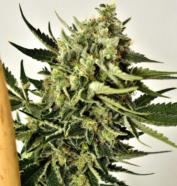 An image of White Cheddar
