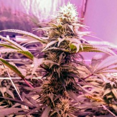 Banana Diesel (Holy Smoke Seeds) :: Cannabis Strain Info