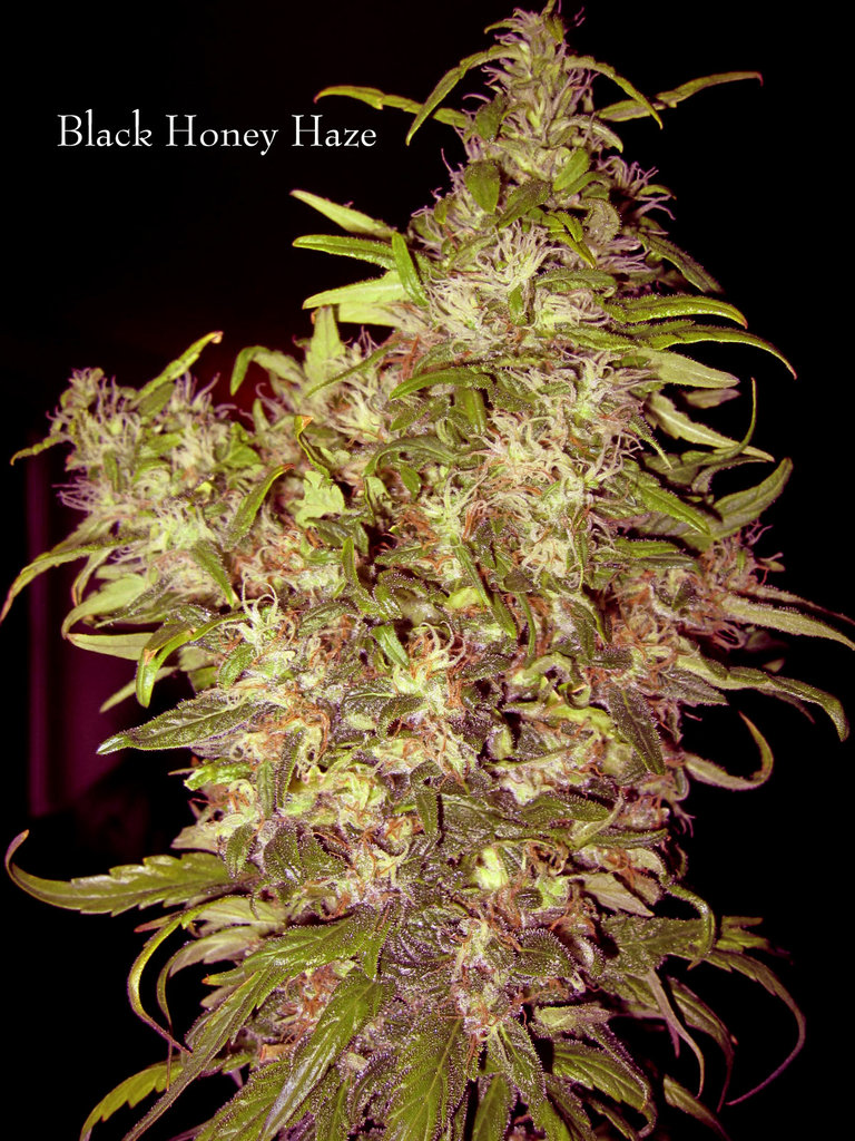 An image of Black Honey Haze
