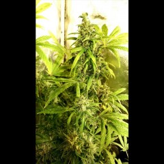 An image of Bubblegum Hash Plant