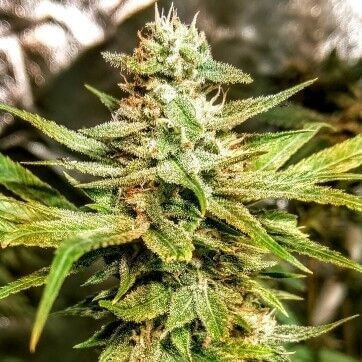 An image of Durban Apricot Sherbet