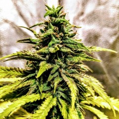 An image of OG Dawg Stomper