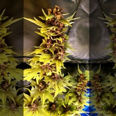 An image of Purple Soda OG