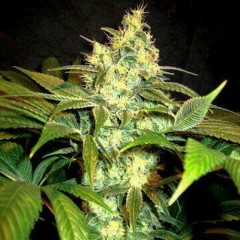 An image of Sour Blackberry Diesel
