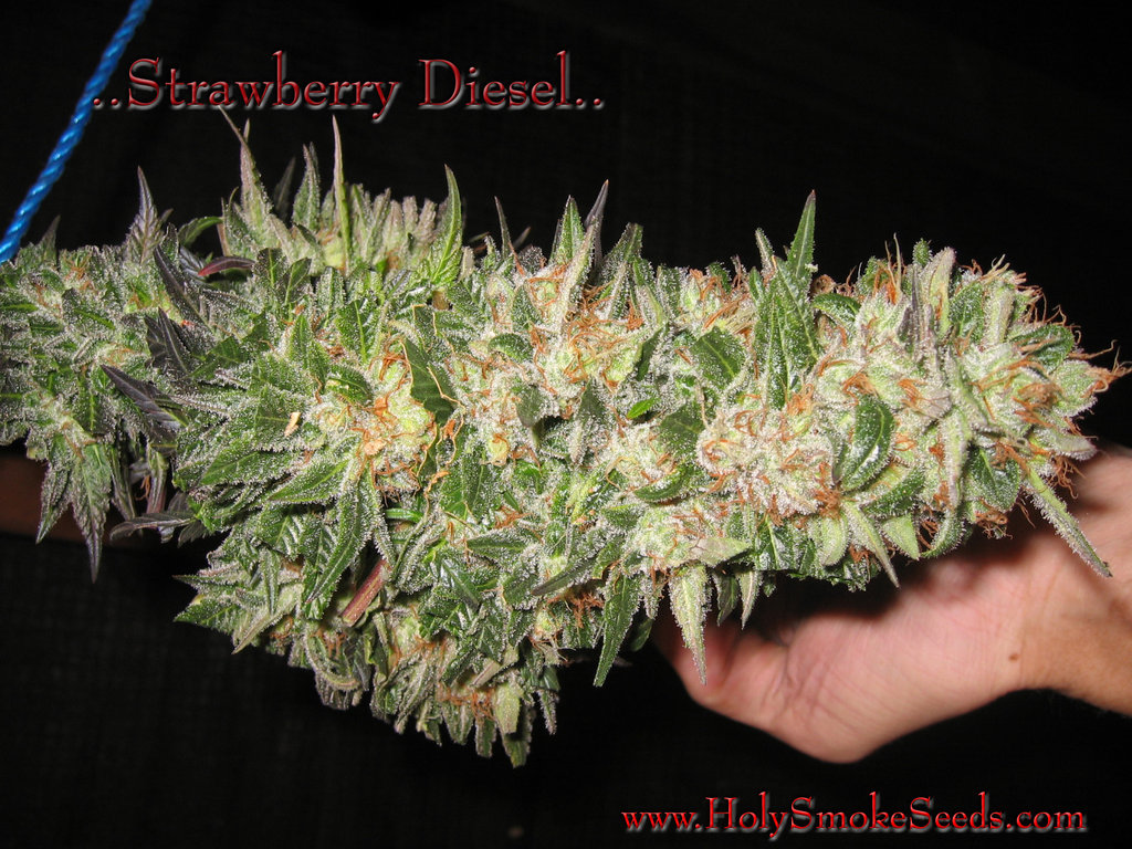 An image of Strawberry Diesel