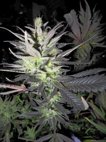 An image of Thunderbud Haze
