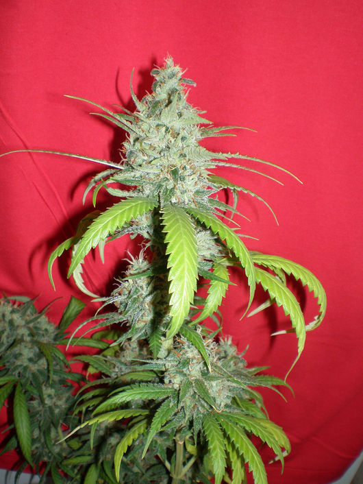 An image of Amazing Haze