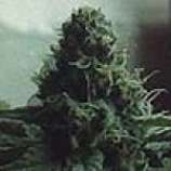 An image of Blue Haze