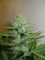An image of Blue Pearl Auto