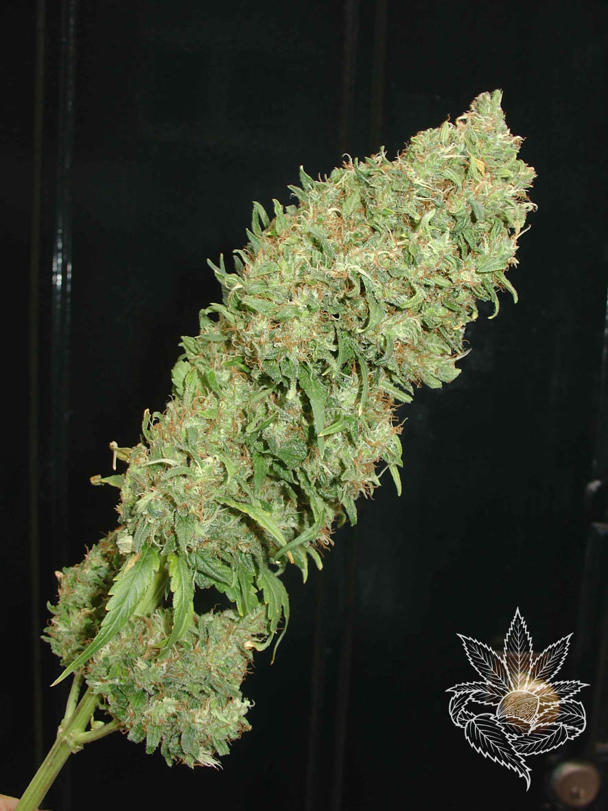 An image of Caramella Auto
