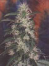 An image of Eclipse