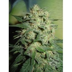 An image of Northern Light Auto