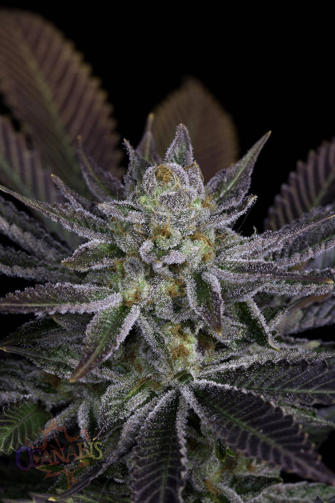 An image of Oregon Blues