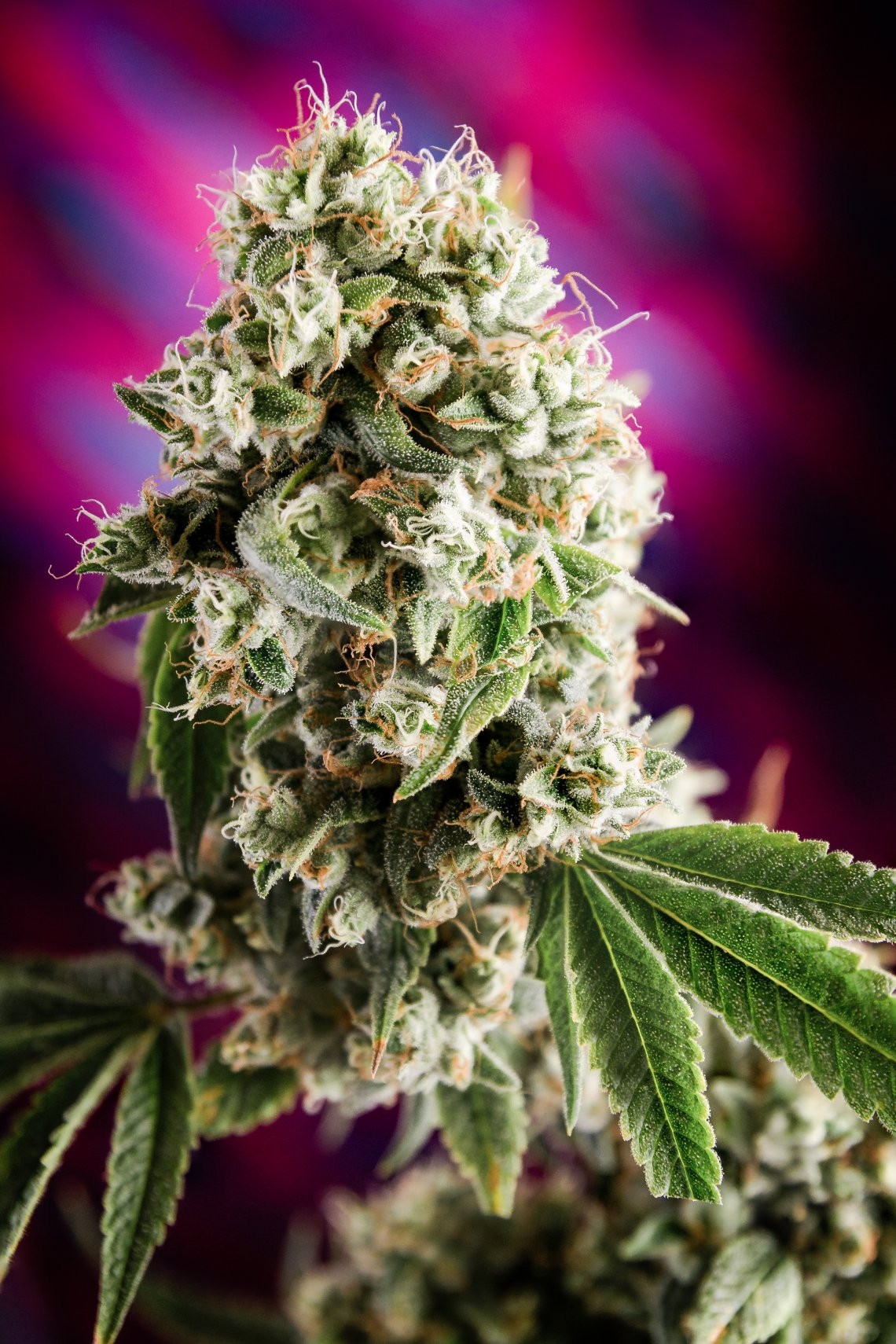 An image of Quantum Kush