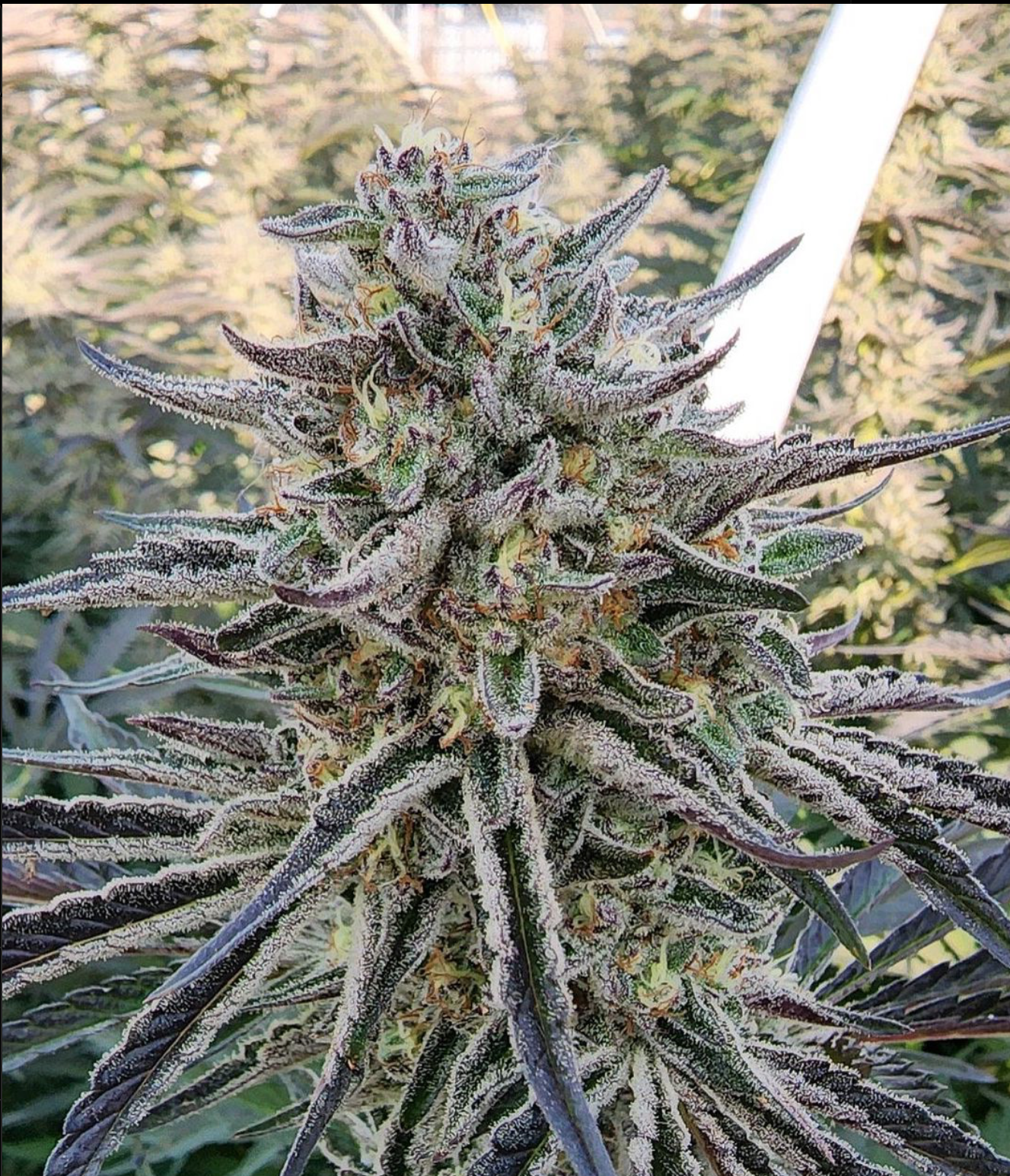 An image of Austrian Sour Flower