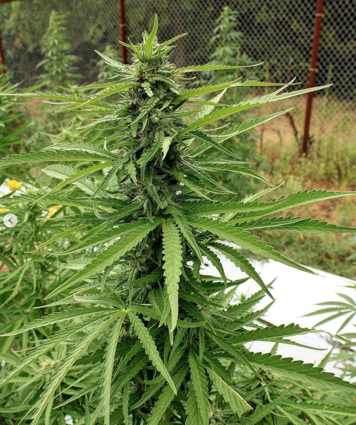An image of Lavender & Lime Auto