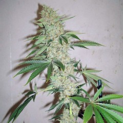 An image of Sour Star