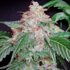 An image of StarKush