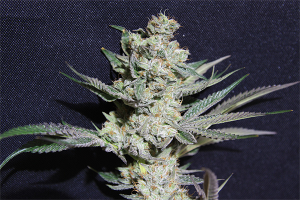 An image of Starbud